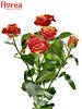 Africká trsová růže Fire Flash 5+ květů