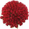 Kytice 100 růží Madam Red (50 cm)