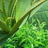 Aloe vera a zelený čaj, 200 g | Typ: Klasické