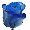 Modrá růže Blue Snowstorm (50 cm)
