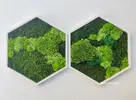 Obraz s rôznymi druhmi machov ručne vyrobený na Slovensku "Šesťuholník" (biela) | Rozmer: 20 cm