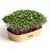 Sada pro domácí pěstování microgreens - Kedlubna fialová