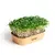 Sada pro domácí pěstování microgreens - Brokolice Calabrese