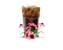 Bio colový sirup s echinaceou, 750 ml