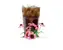 Bio cola bez kofeinu s echinaceou 750 ml