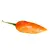 Sazenice Bhut Jolokia Orange 1 ks
