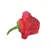 Sazenice Jamaican Red 1 ks