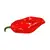 Sazenice Naga Morich 1 ks