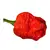 Sazenice Trinidad Scorpion Moruga 1 ks