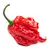 Sazenice Carolina Reaper 1 ks