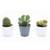 3 malé kaktusy - různé druhy
