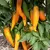 Semínka chilli Bulgarian Carrot 10 ks