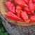 Semínka chilli Bhut Jolokia Red 10 ks