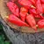 Semínka chilli Bhut Jolokia Red 10 ks