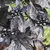 Semínka chilli Black Pearl 10 ks