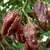 Sazenice Naga Brain Chocolate 1 ks
