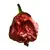 Sazenice 7 Pot BS Chocolate 1 ks