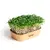 Sada pro domácí pěstování microgreens - Brokolice Calabrese