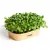 Sada pro domácí pěstování microgreens - Slunečnice
