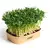 Sada pro domácí pěstování microgreens - Hrášek Affyla