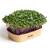 Sada pro domácí pěstování microgreens - Kedlubna fialová