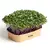 Sada pro domácí pěstování microgreens - Kedlubna fialová
