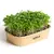 Sada pro domácí pěstování microgreens - Rukola
