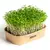 Sada pro domácí pěstování microgreens - Řeřicha