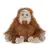 Orangutan
