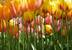 Pole tulipánů 360x254 cm