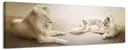 White Lions