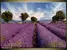 Obraz levandule Provence
