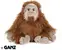Orangutan