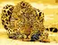 Malování podle čísel - Leopard