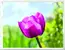 EMSA CLASSIC podnos - tulipány