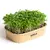 Sada pro domácí pěstování microgreens - Rukola