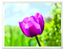 EMSA CLASSIC podnos, 50 x 37 cm - tulipány