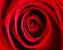 Fotoobraz Růžový květ 40 x 50 cm