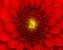 Fotoobraz Červený květ 40 x 50 cm