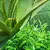 Aloe vera a zelený čaj, 200 g