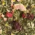 100 g Sypaná zmes zeleného čaju "Sencha" (bobule / figy)